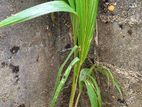 Coconut Plants