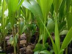 Coconut Plants