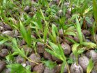 Coconut Plants