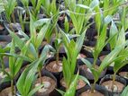 Coconut Plants