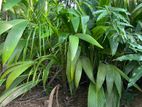 Coconut Plants