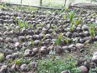 Coconut Plants