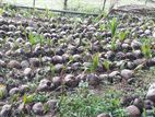 Coconut Plants