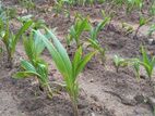 Coconut Plants