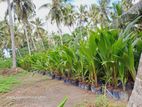 Coconut Plants - Lunuwilla