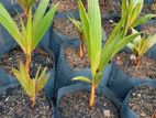 Coconut Plants