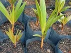 Coconut Plants
