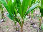 Coconut Plants / පොල් පැල