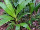 Coconut plants