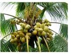 Coconut Plants