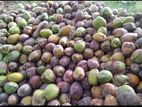 Coconut