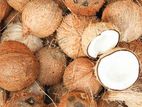 Coconut