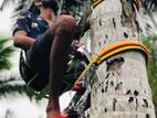 Coconut Tree Climbing Tool