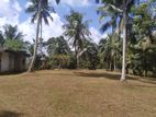 Coconut Tree Land Sale Epitawala, Kiriella