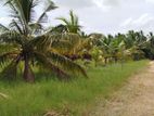 Coconut Tree Land Sale Iyakachchi