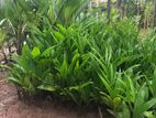 Coconut Tree Plants