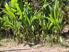 Coconut Plant தென்னை