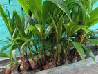 Coconut Tree (தென்னங்கன்று)