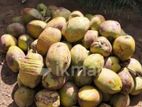 Coconuts