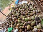 Coconuts