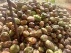 Coconuts