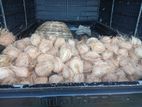 Coconuts