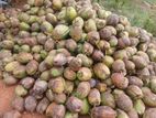 Coconuts
