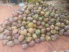 Coconuts