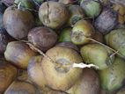 Coconuts