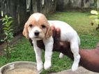 Cocker Spaniel Puppies