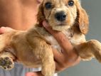 Spaniel Puppy