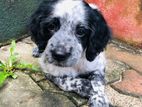 Cocker Spaniel Puppies