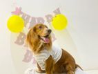 Cocospanial Male Dog for Crossing