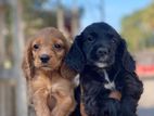Cocospaniel Puppy