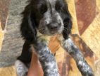 Coco Spaniel Puppy