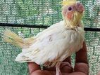 Cockatiel Chicks