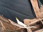 Cockatiel Parrot
