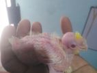 Cockatiel Chick