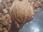Coconut