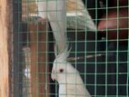 Cockatiel Albino