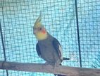 coctail bird