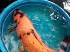 Koi Carp