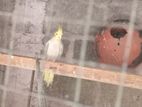 Cocktail Birds