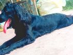 Cocker Spaniel Dog