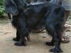 Cocker Spaniel Dog