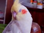 Cokatail Bird