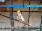 Cockatiel Bird