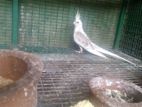 Cockatiel Pair