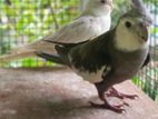 Cockatiel Bird
