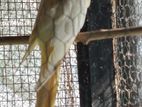 Cockatiel Male Bird